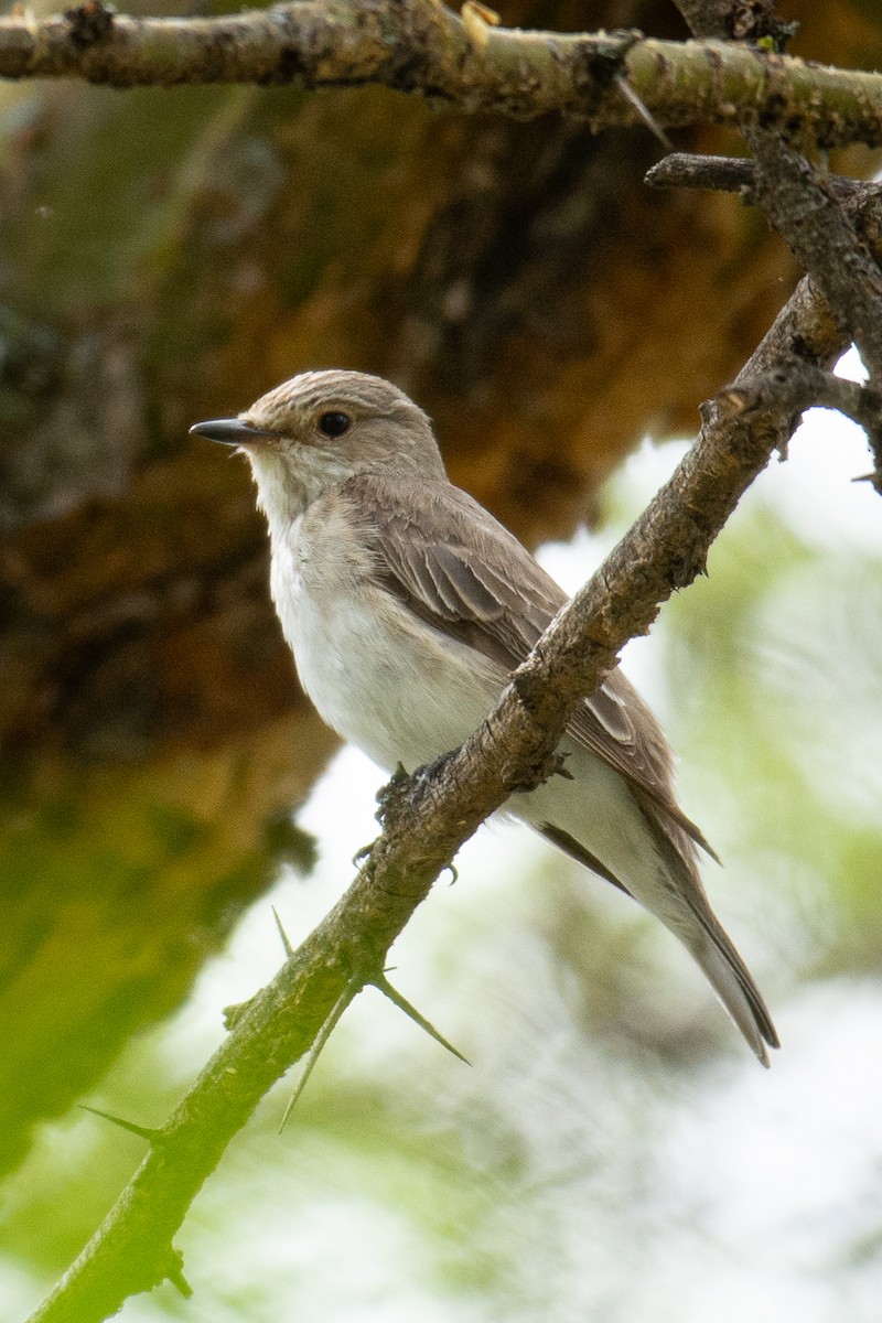 African Gray Flycatcher - ML537325611