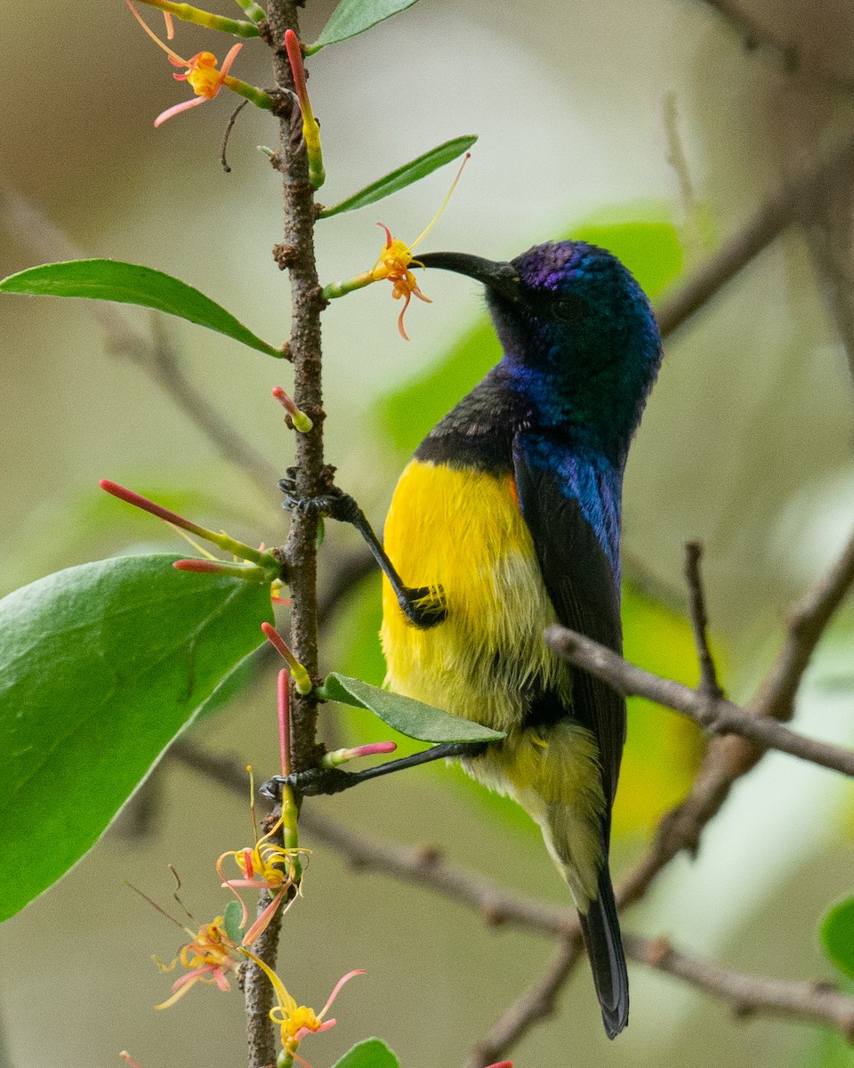 Variable Sunbird - ML537325631