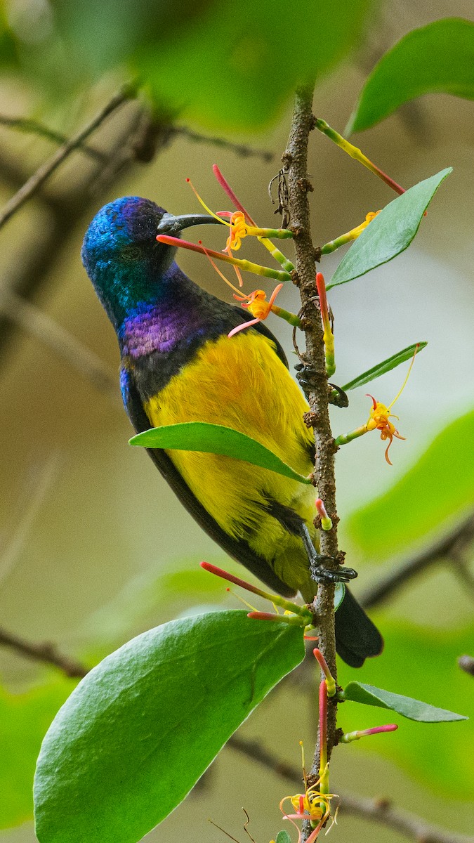 Variable Sunbird - ML537325651