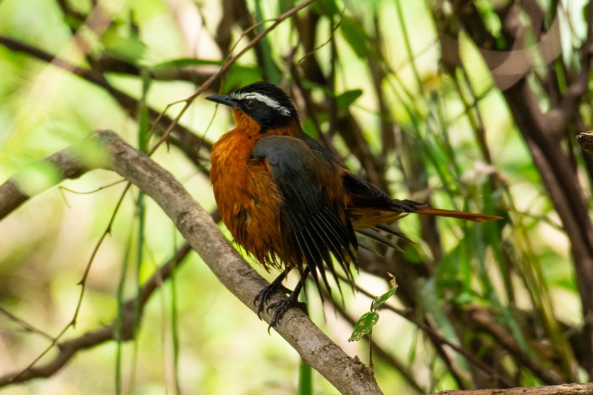 White-browed Robin-Chat - Zachary Arnold