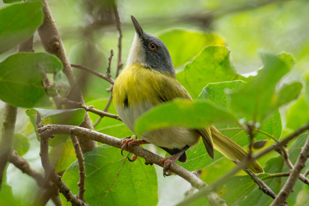 Apalis à gorge jaune - ML537325781