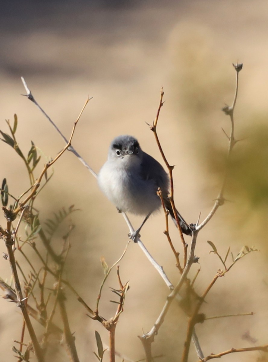 Black-tailed Gnatcatcher - ML537326271