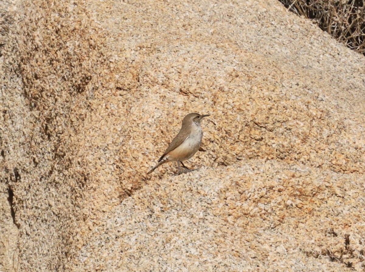 Rock Wren - ML537326301