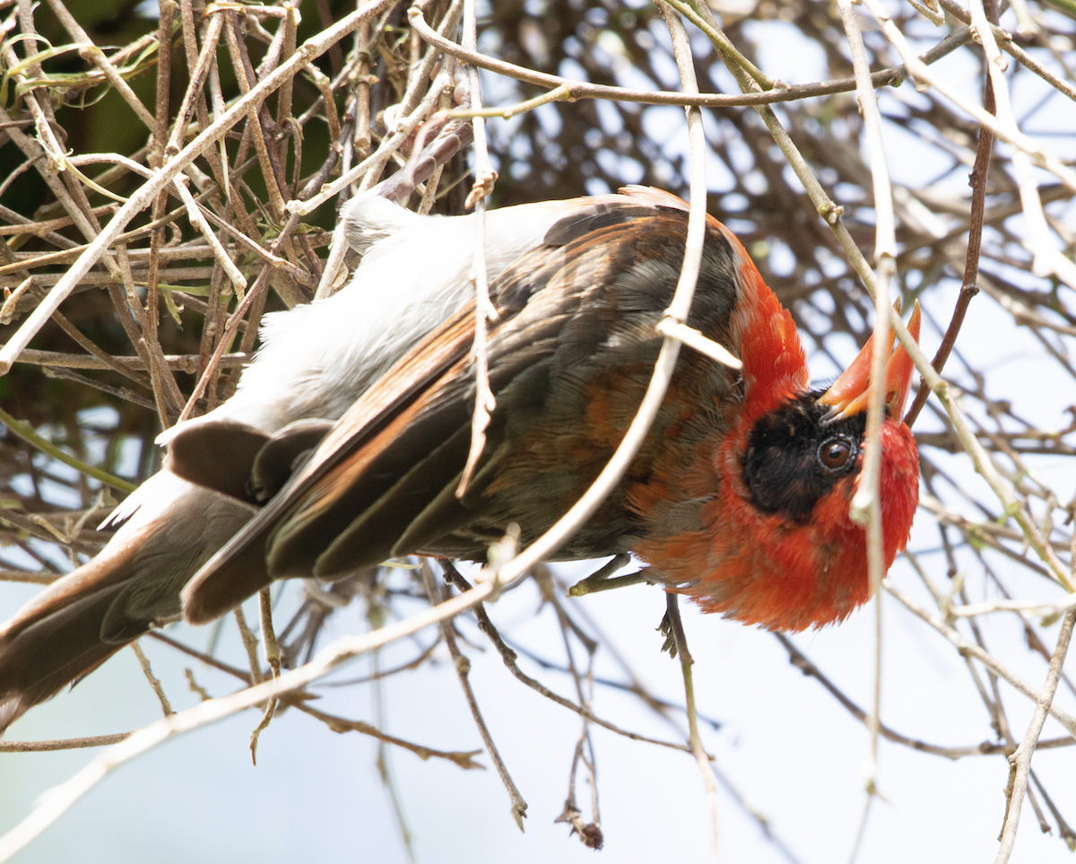 Red-headed Weaver - ML537326311