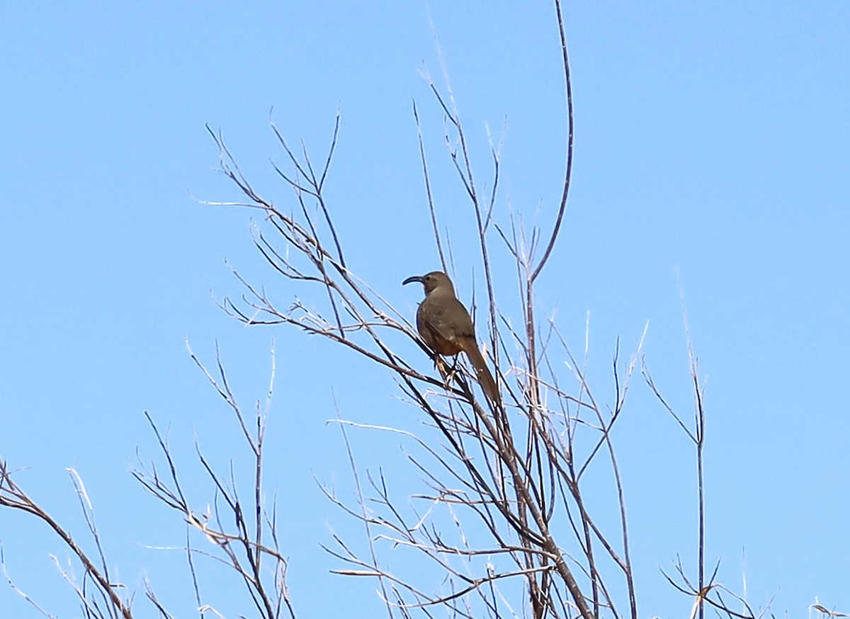 California Thrasher - ML537326351