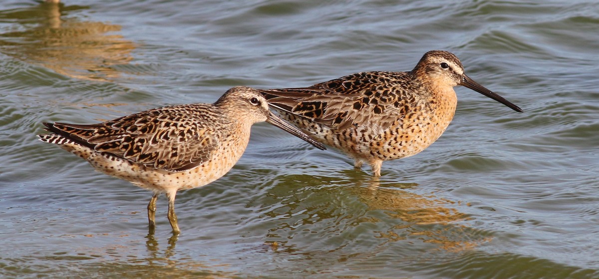 Short-billed Dowitcher - Tom Benson