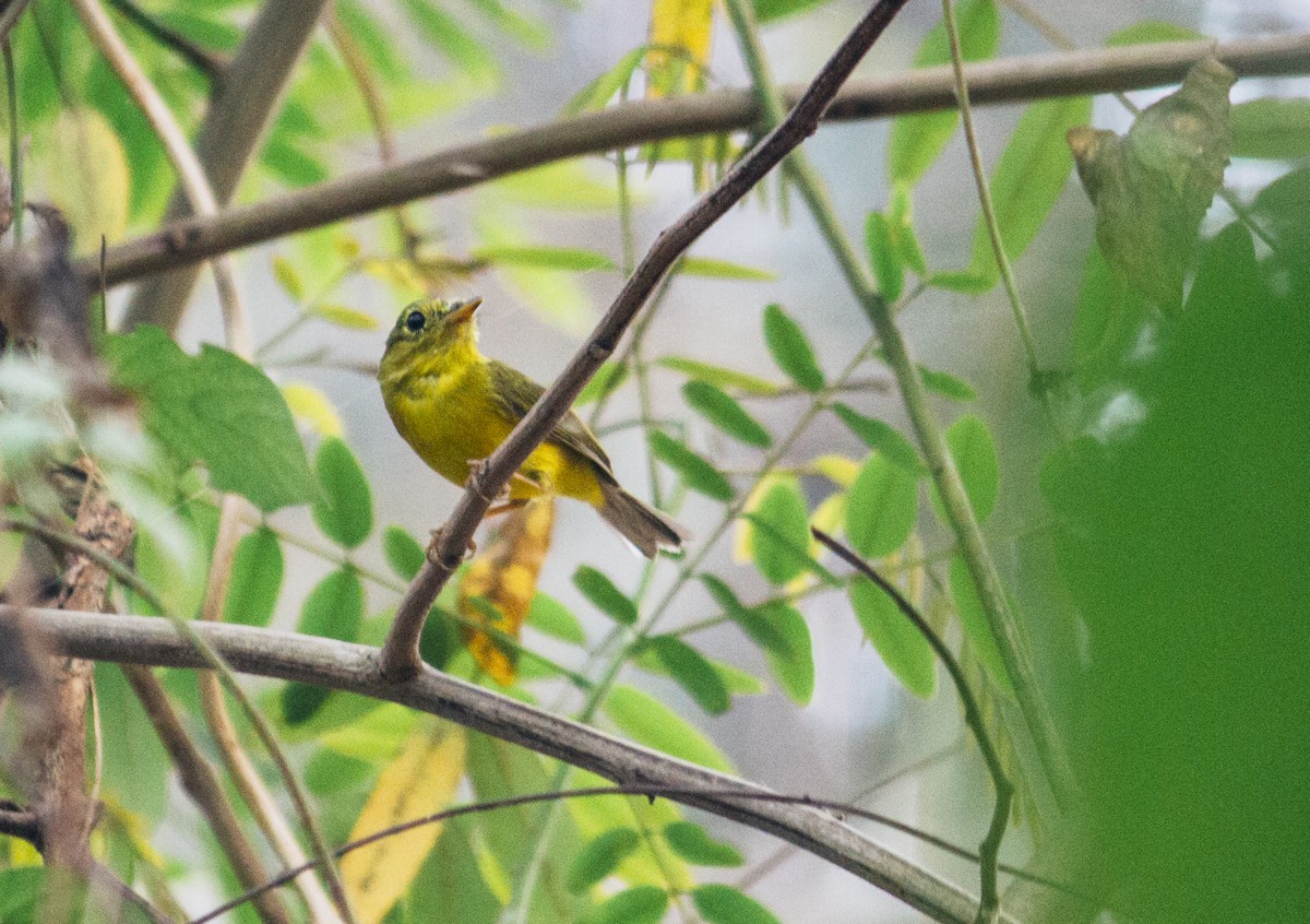 Green-crowned Warbler - ML537326821