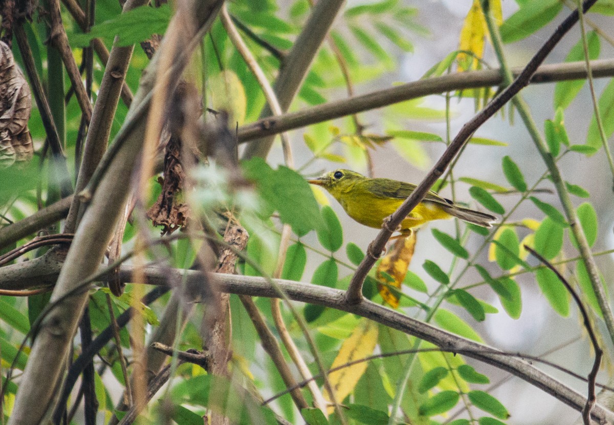 Green-crowned Warbler - ML537326841