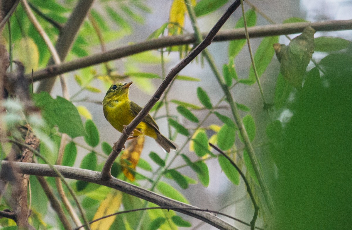 Green-crowned Warbler - ML537326851