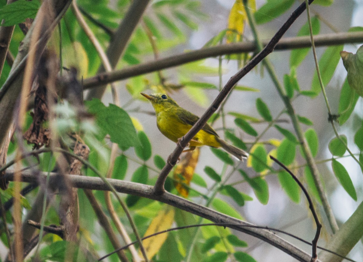 Green-crowned Warbler - Dipankar Dev