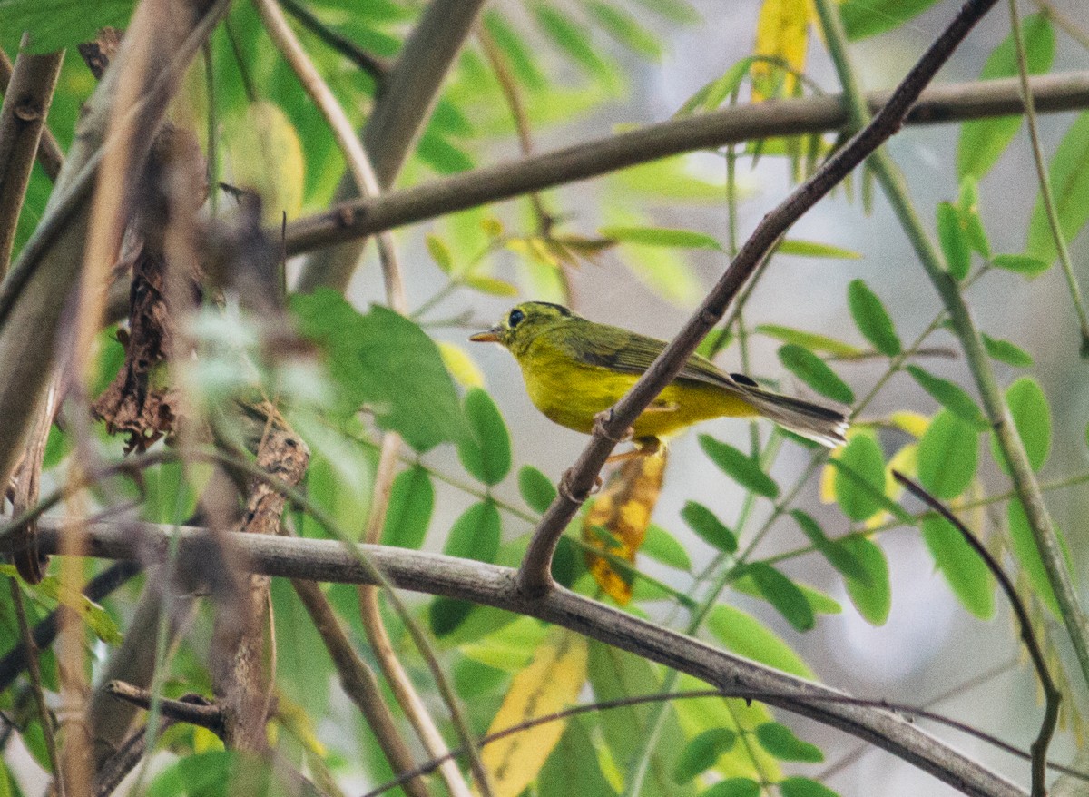 Green-crowned Warbler - ML537326911