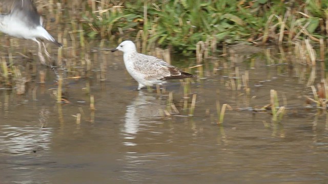 Caspian Gull - ML537327511