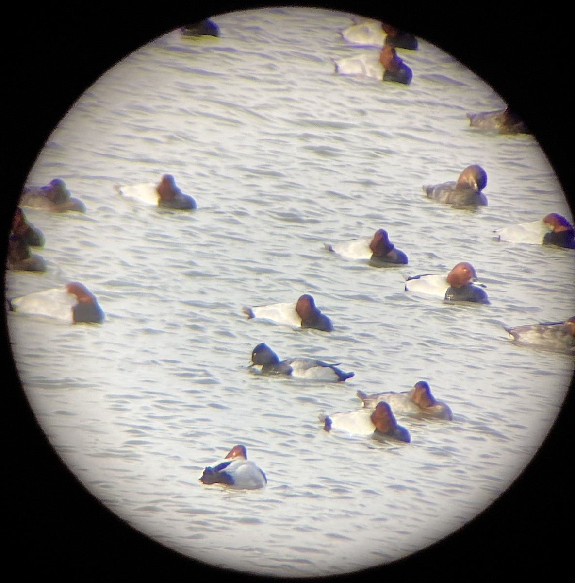 Lesser Scaup - Alba Becerra Almendros