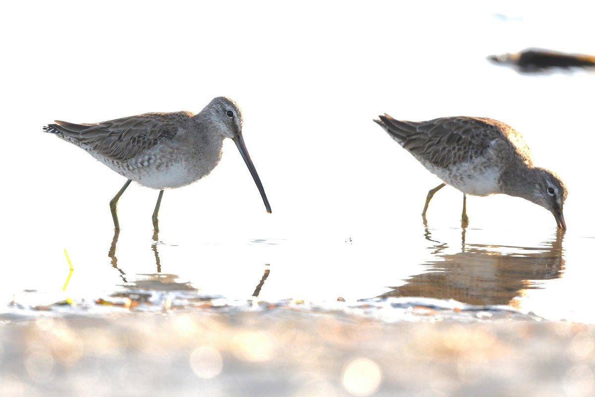 Long-billed Dowitcher - ML537329161