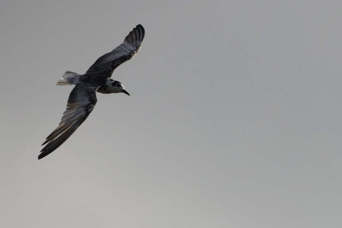 White-winged Tern - ML537329731
