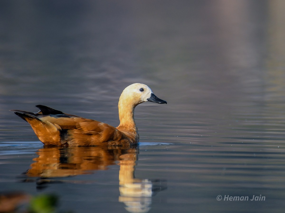 Ruddy Shelduck - ML537331151