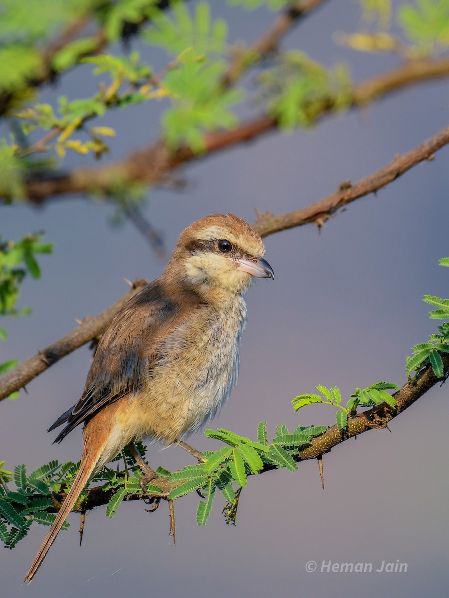 Brown Shrike - ML537331511