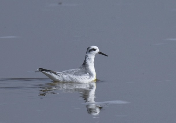 Red Phalarope - ML537331731