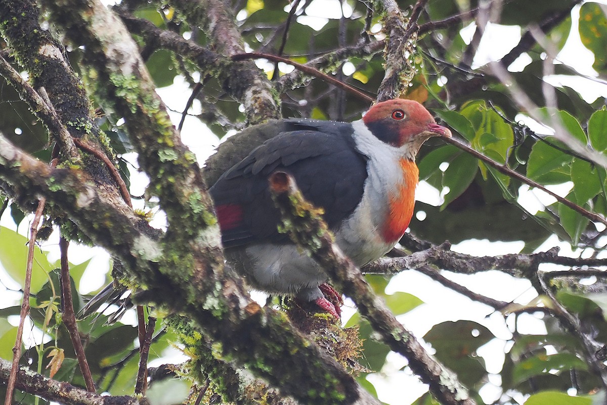 Flame-breasted Fruit-Dove - ML537333631