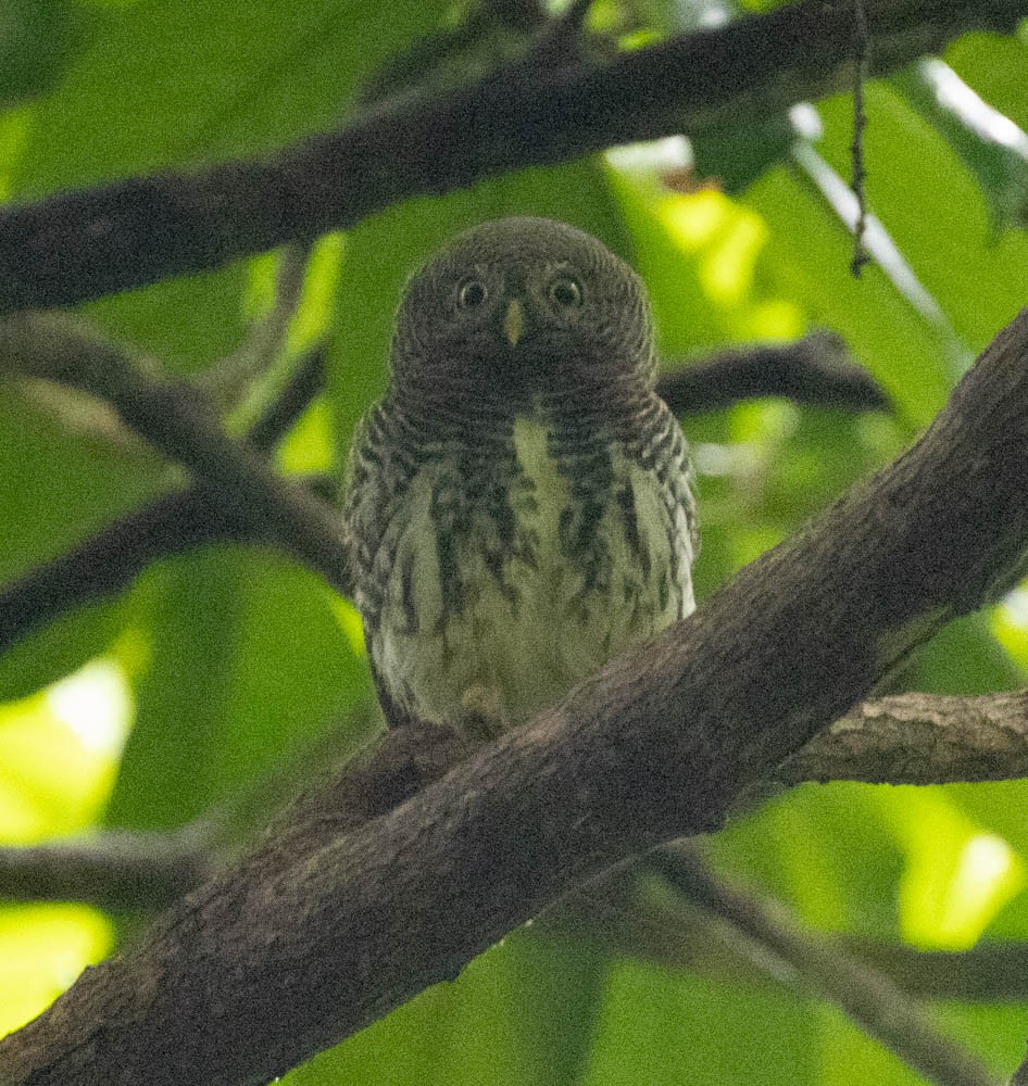 Chestnut-backed Owlet - Lindy Fung