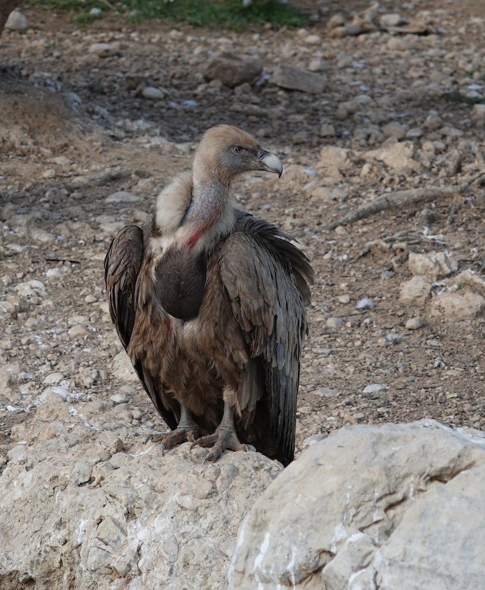 Eurasian Griffon - deidre asbjorn