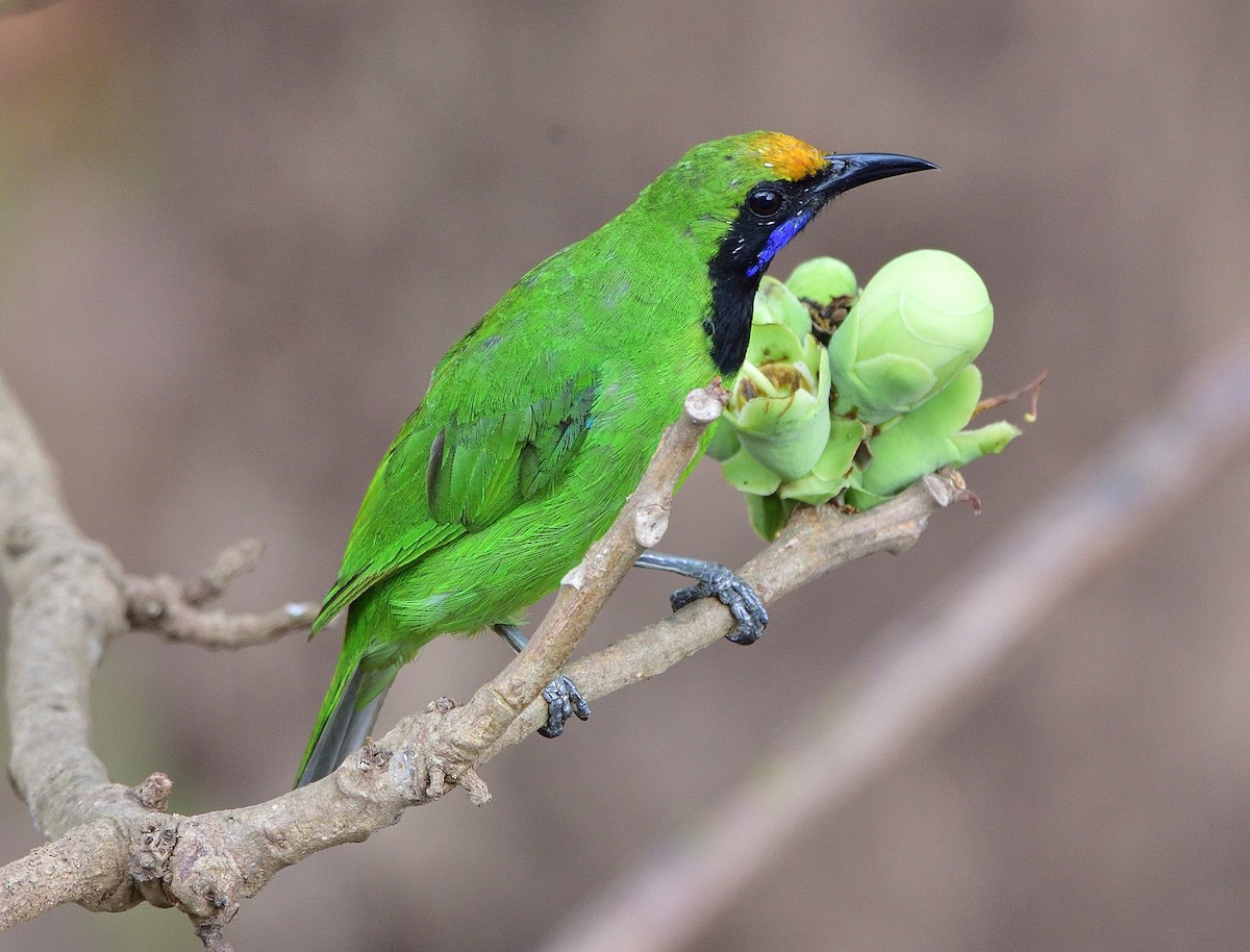 Golden-fronted Leafbird - ML537338151