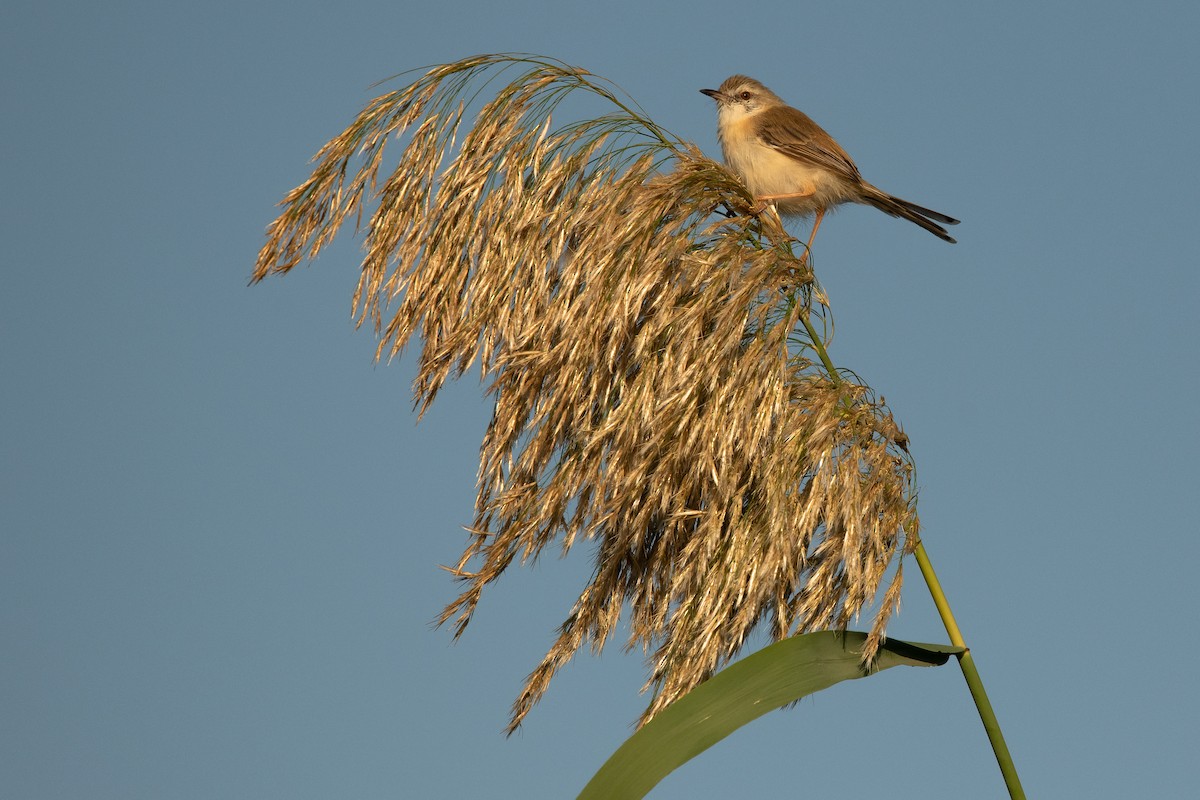 River Prinia - ML537340571