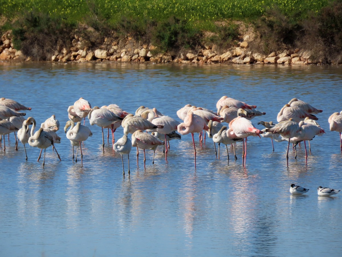 Greater Flamingo - Guillaume Réthoré