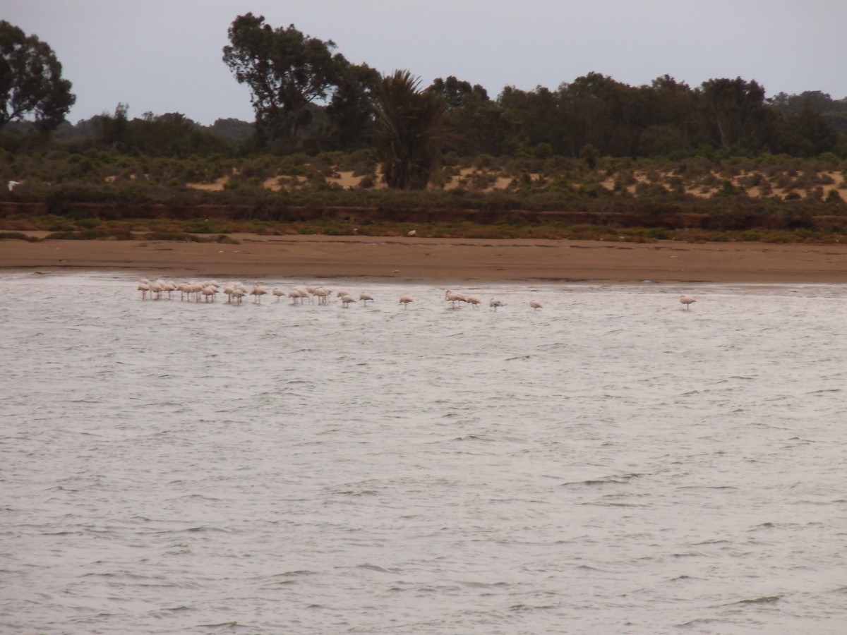 Greater Flamingo - ML537342311