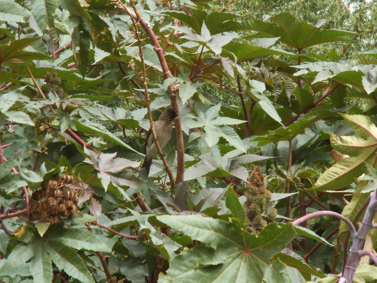 Common Bulbul - ML537342321