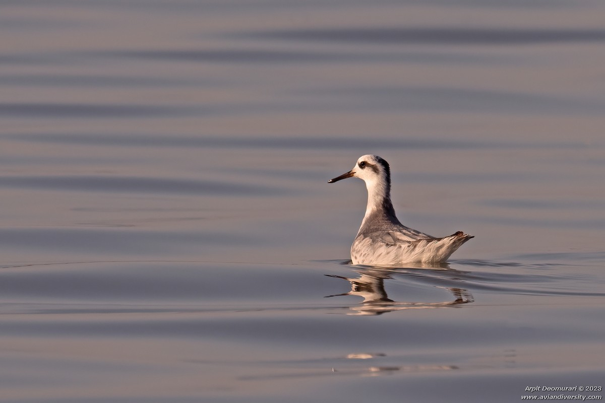 Phalarope à bec large - ML537342371