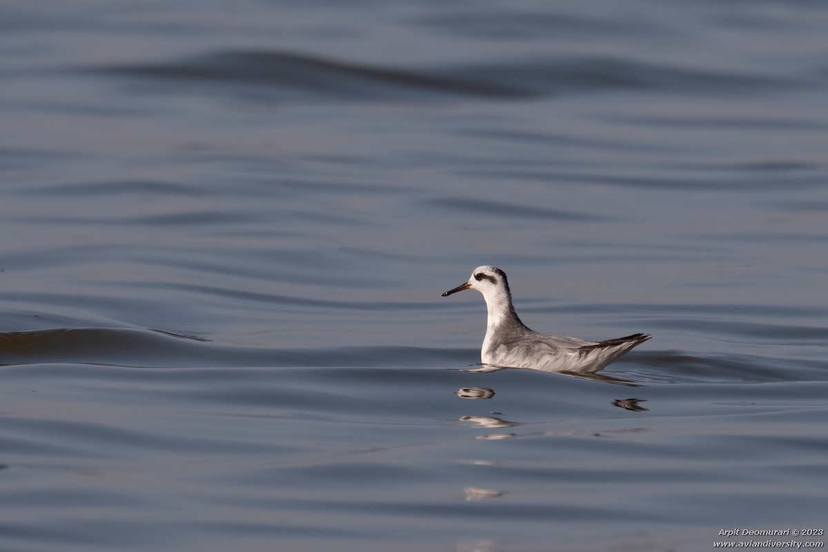 Phalarope à bec large - ML537342381