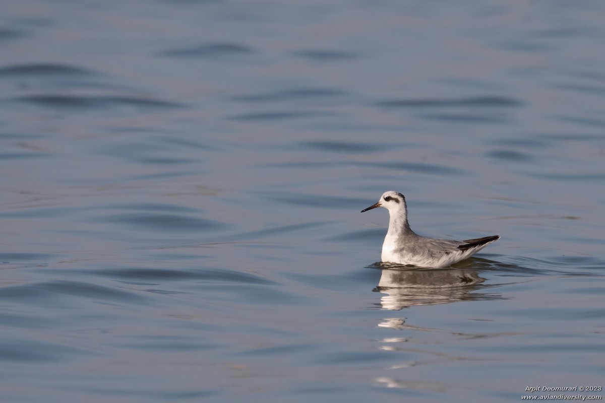 Phalarope à bec large - ML537342391
