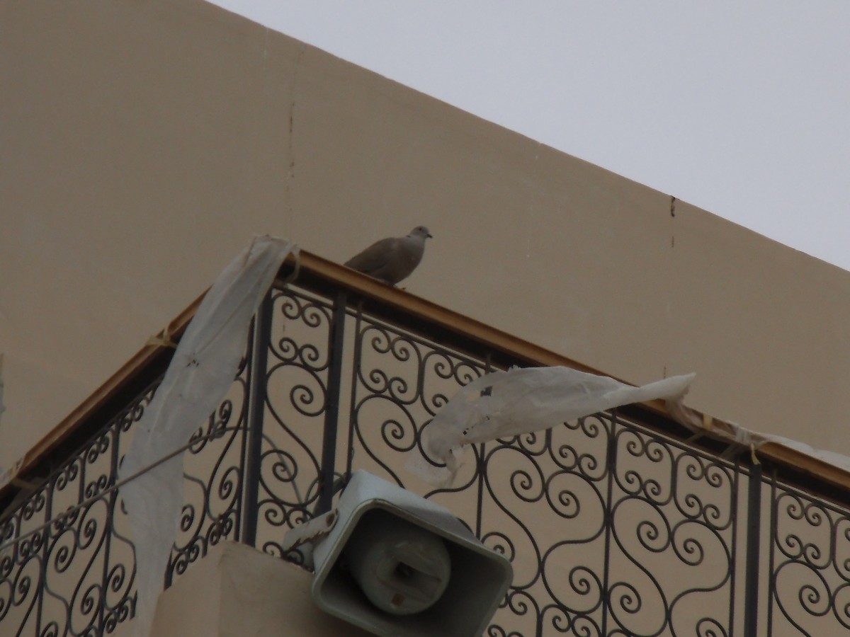 Eurasian Collared-Dove - ML537342511