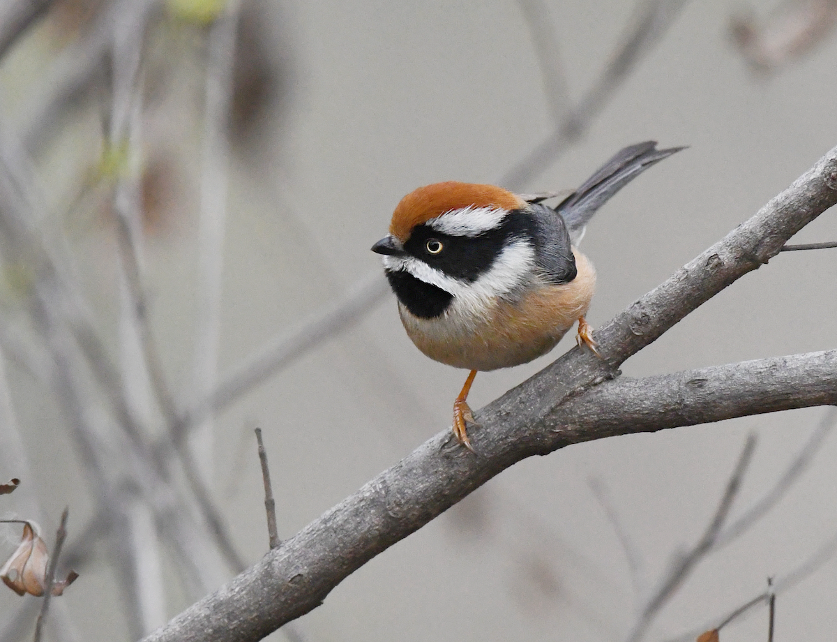 Black-throated Tit - AKBAR ALI ASIF