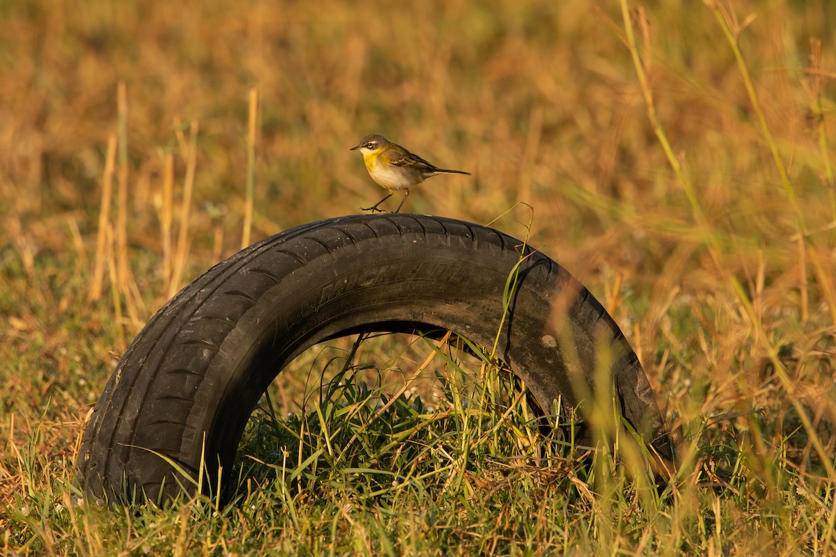 Western Yellow Wagtail - ML537346071