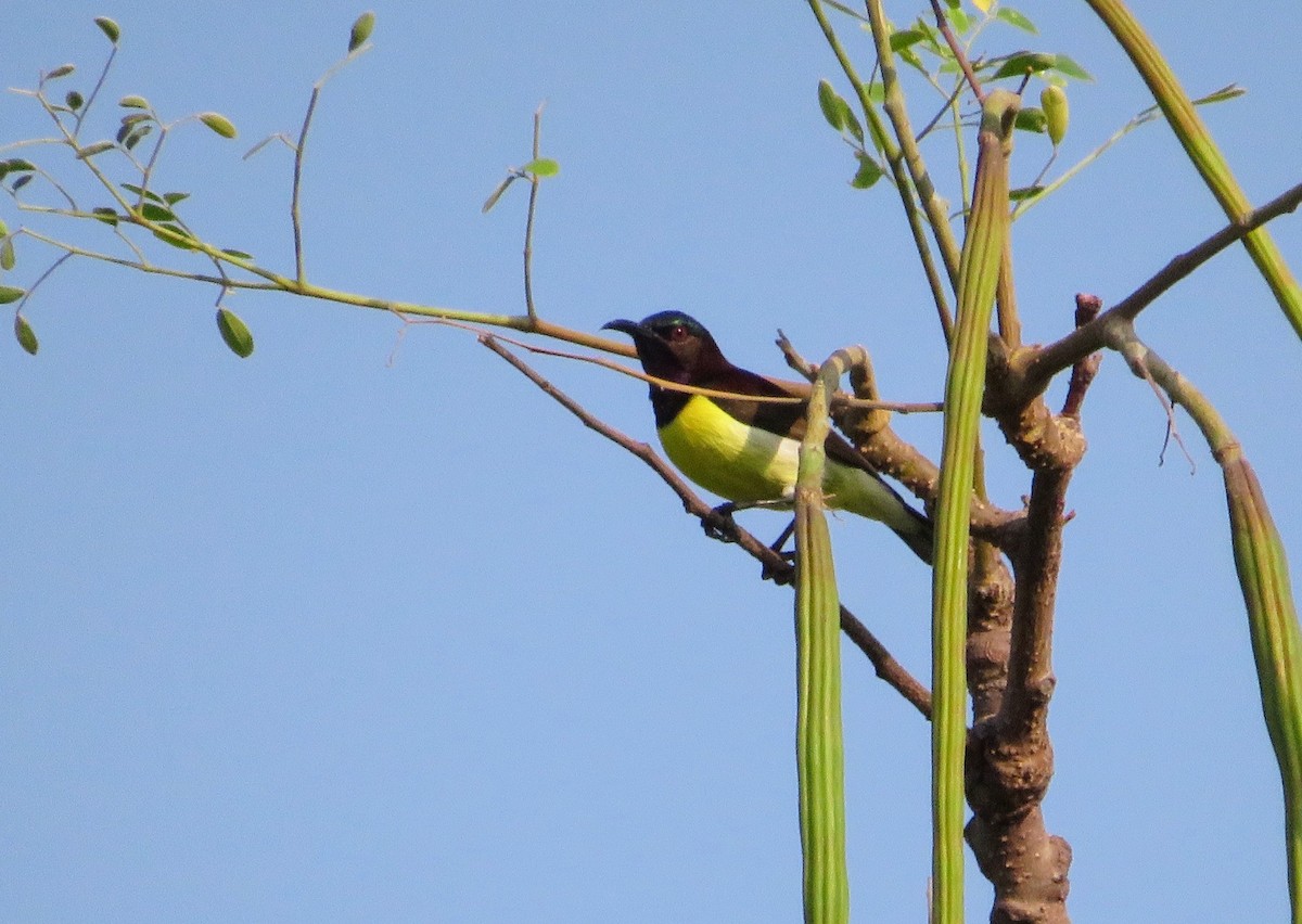 Purple-rumped Sunbird - ML537347171