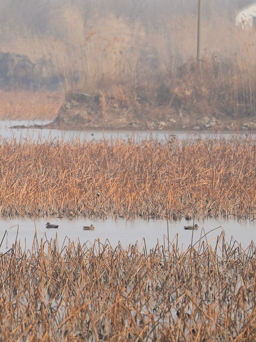 Gadwall - ML537347291