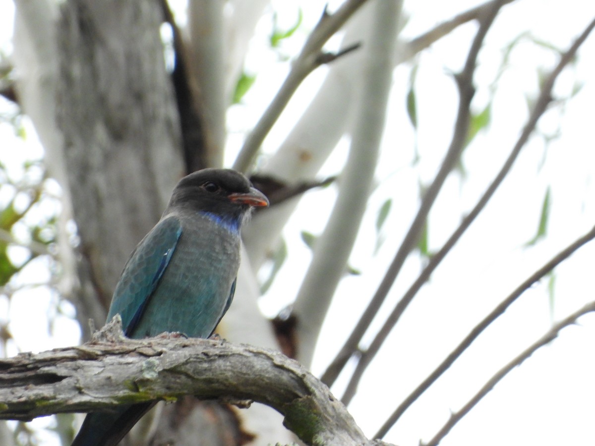 Dollarbird - ML537347601