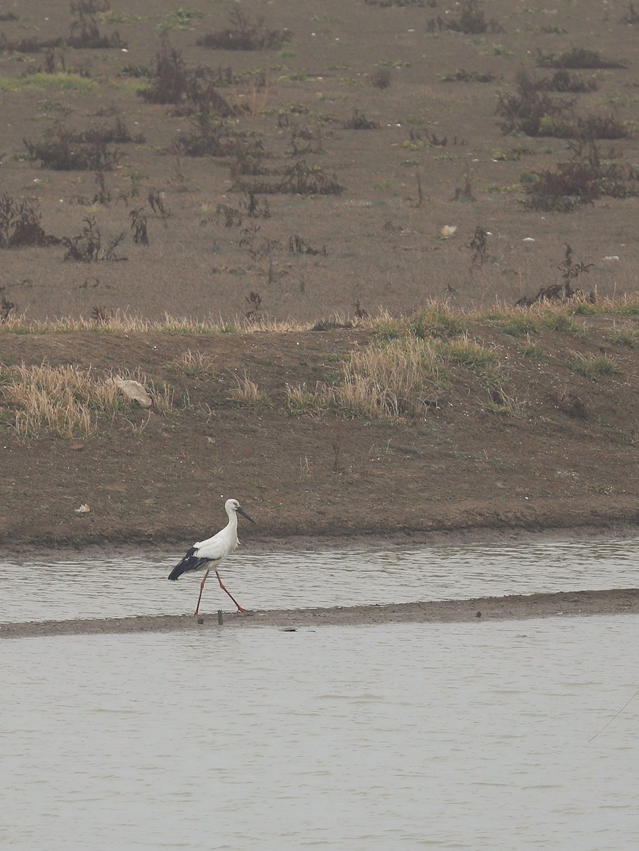 Oriental Stork - ML537348331