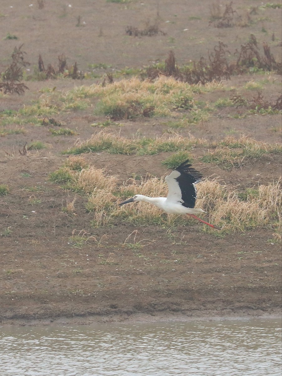 Oriental Stork - ML537348351