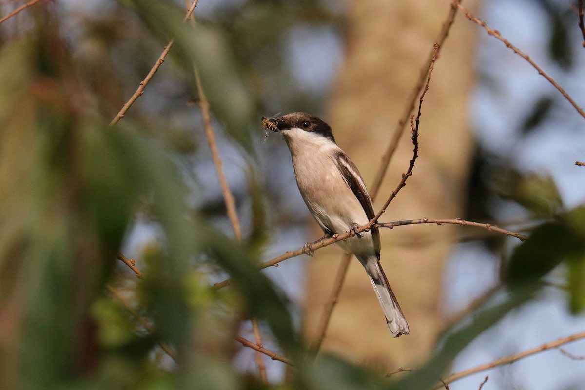 Bar-winged Flycatcher-shrike - ML537348561