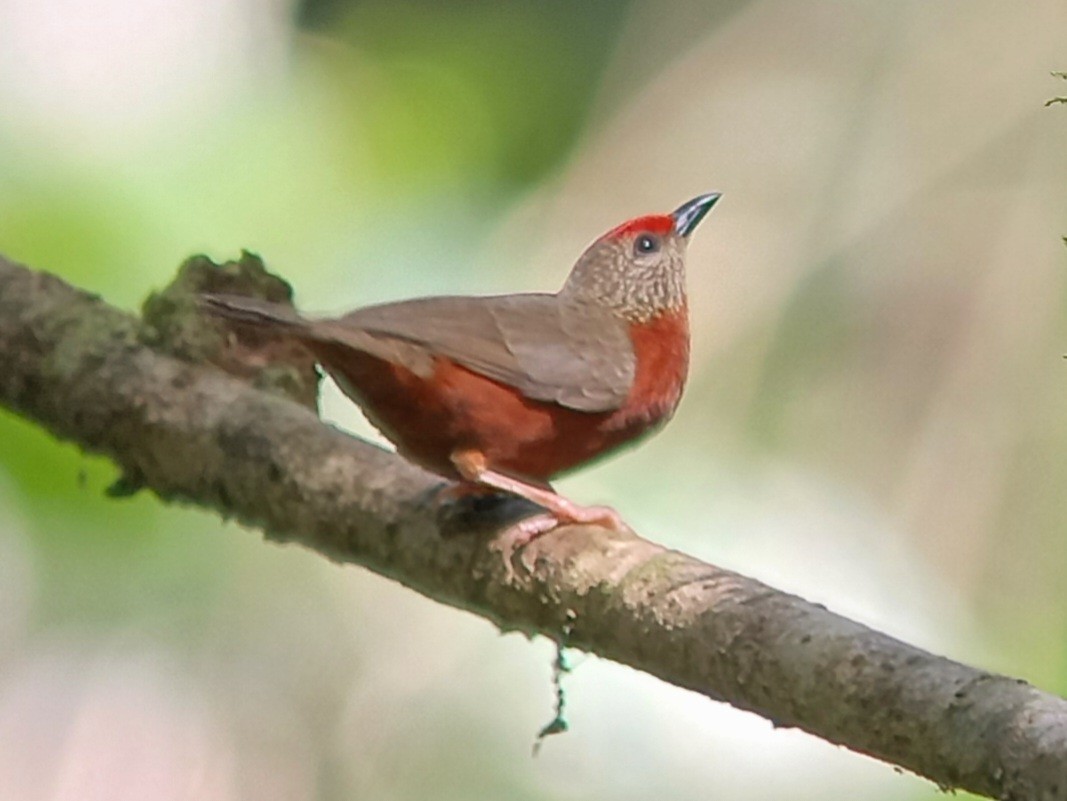 Red-fronted Antpecker - ML537353181