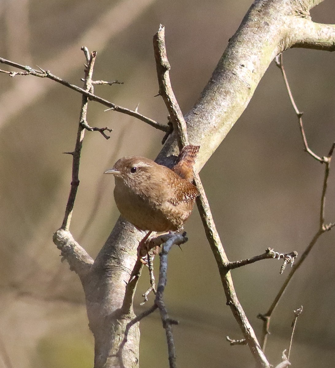 Eurasian Wren - Alper YILMAZ