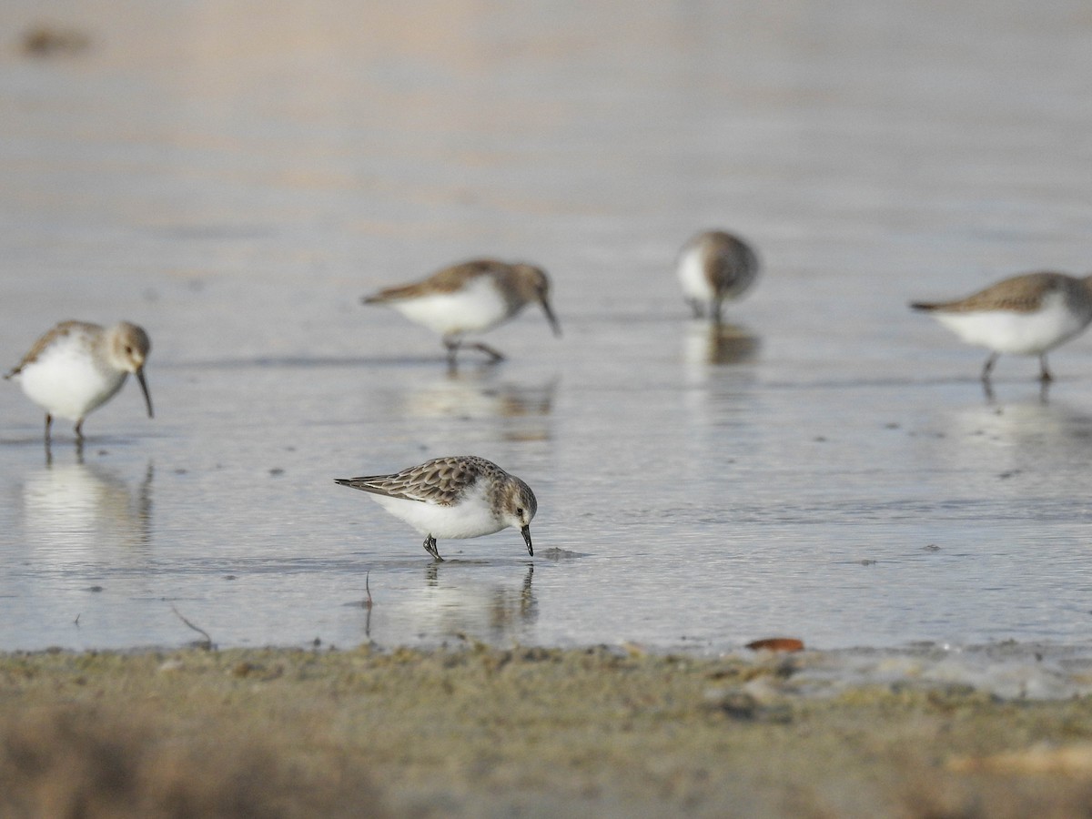 Little Stint - ML537355151