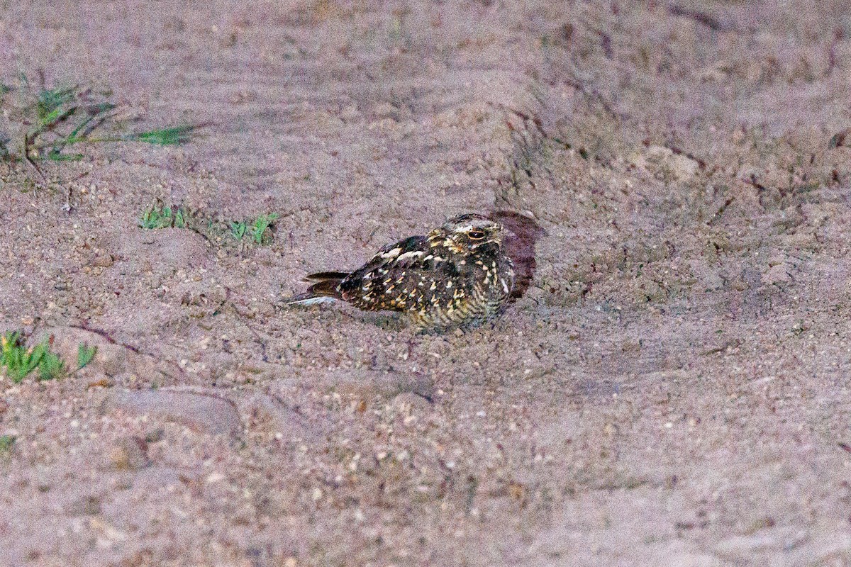 Montane Nightjar (Abyssinian) - Neil Broekhuizen