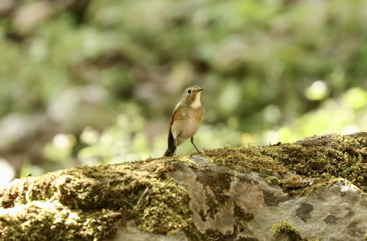 Red-flanked/Himalayan Bluetail - ML537357611