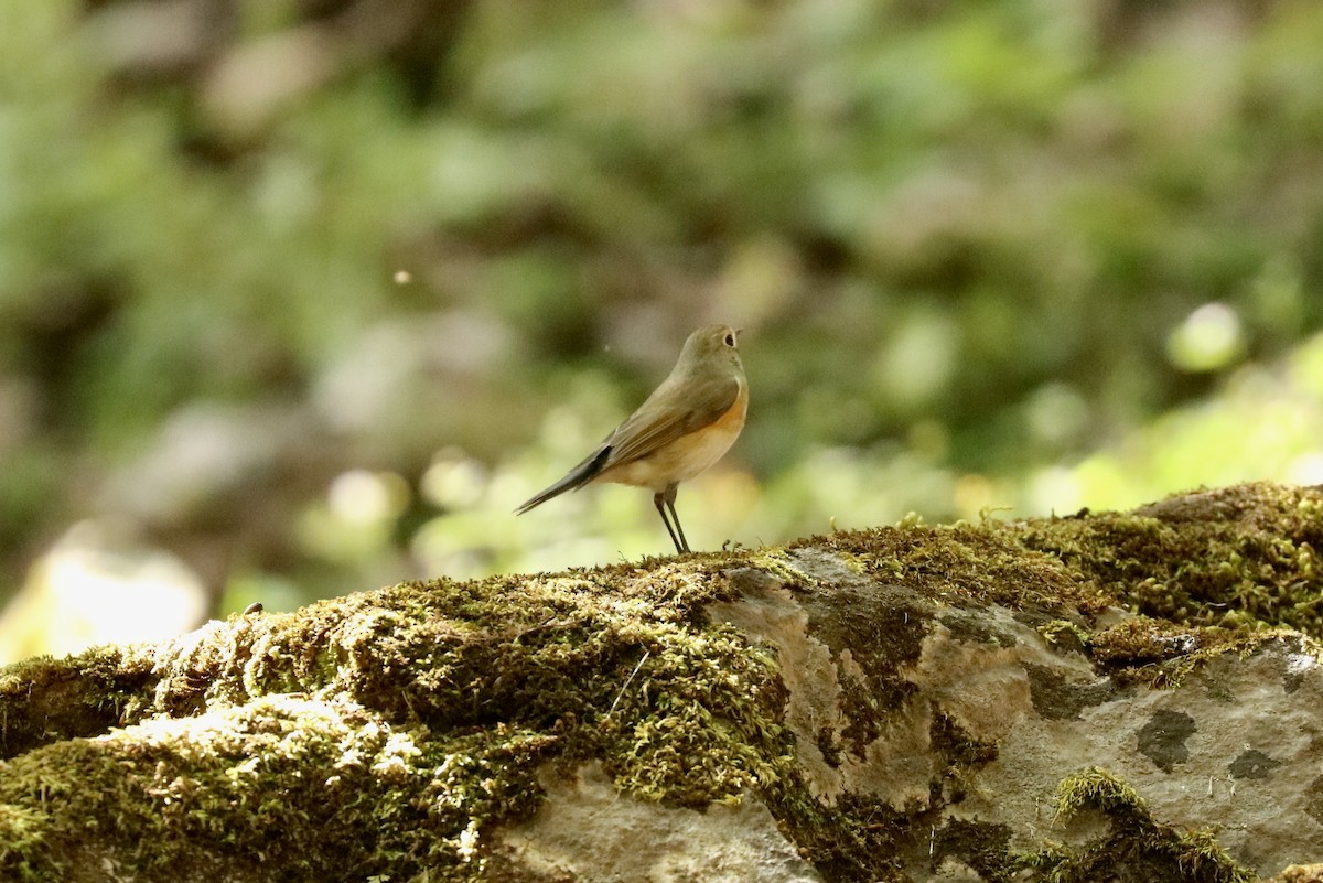 Red-flanked/Himalayan Bluetail - ML537357621