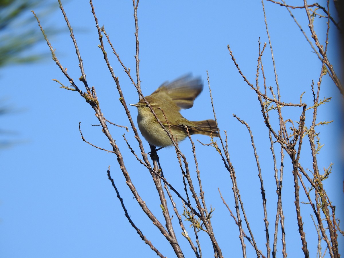 Common Chiffchaff - ML537358111