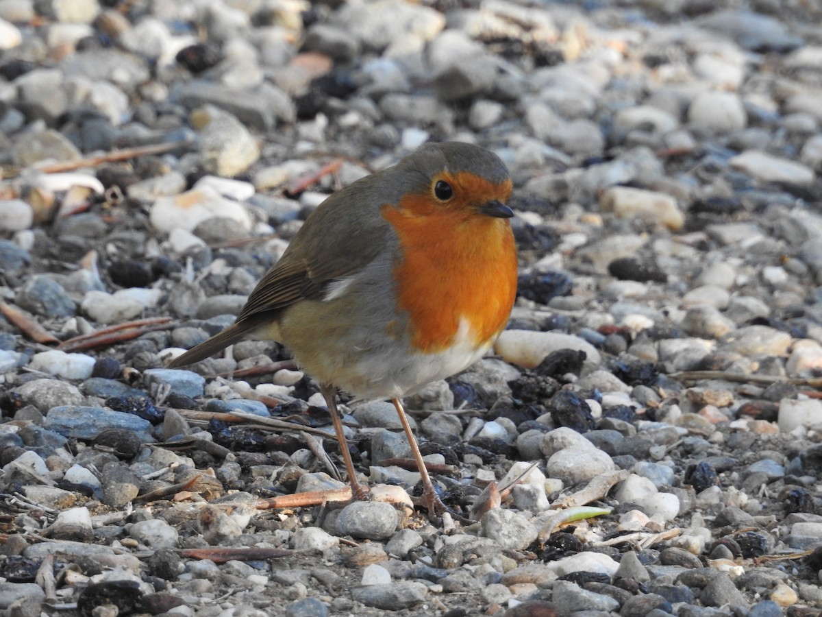 European Robin - ML537358241